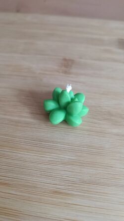 Apró zöld pozsgás alakú szójaviasz gyertya pamut kanóccal, felülnézetből.
