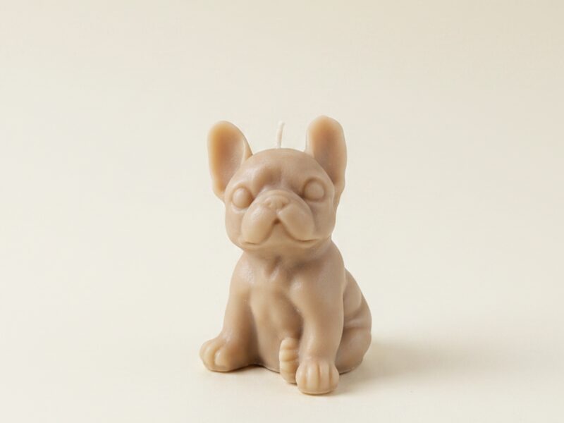 Francia bulldog