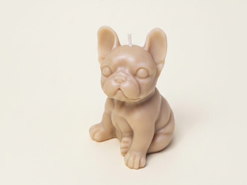 Francia bulldog