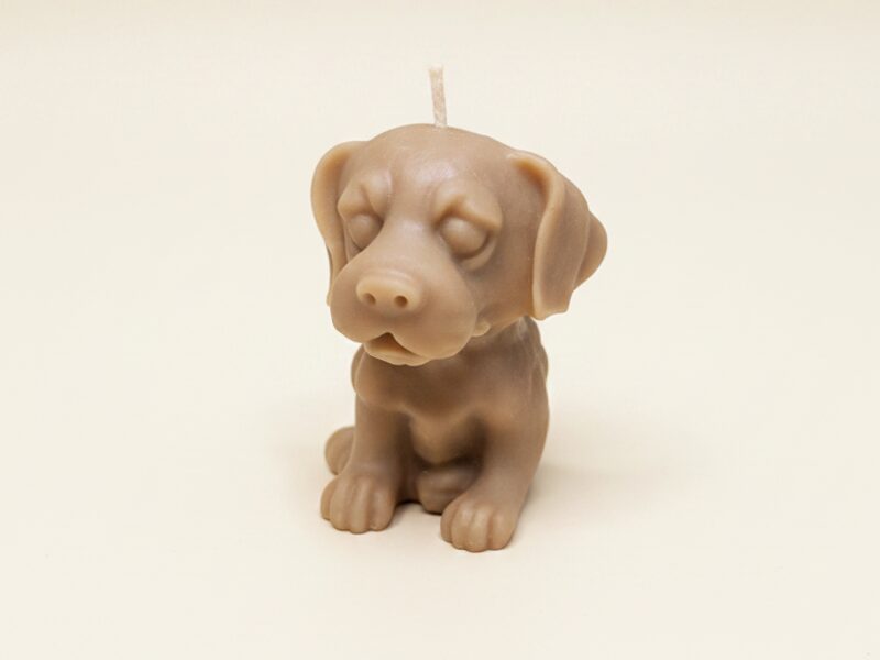 Labrador kutyakölyök