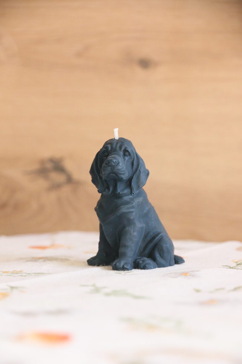 Acélkék weimari vizsla gyertya szemből, virágmintás terítőn.