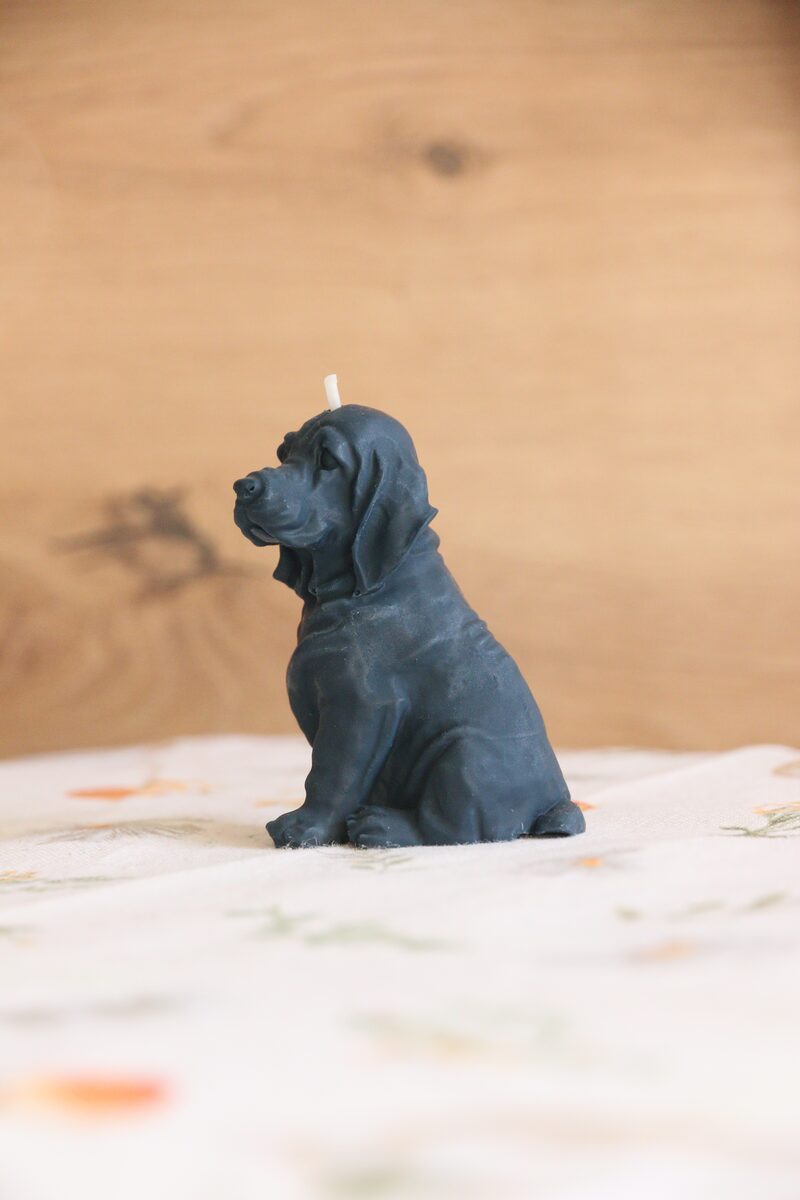 Acélkék weimari vizsla gyertya oldalprofilból, felfelé néző fejjel.
