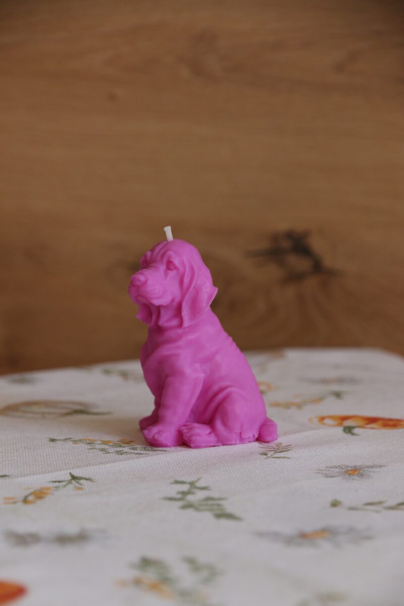 Ciklámen színű weimari vizsla gyertya oldalprofilból, felfelé néző fejjel.