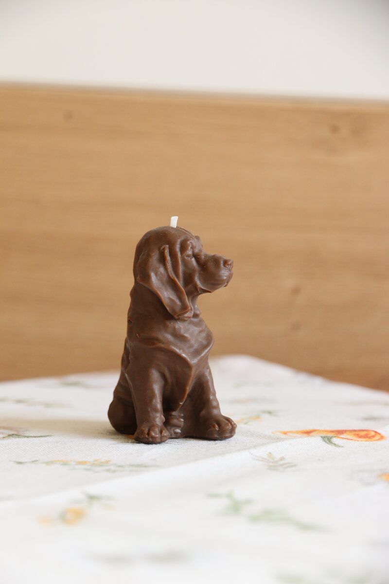 Csokoládé barna weimari vizsla gyertya hátsó háromnegyed nézetből, lelógó füllel.