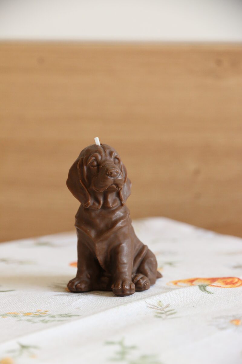 Csokoládé barna weimari vizsla gyertya oldalprofilból, felfelé néző fejjel.