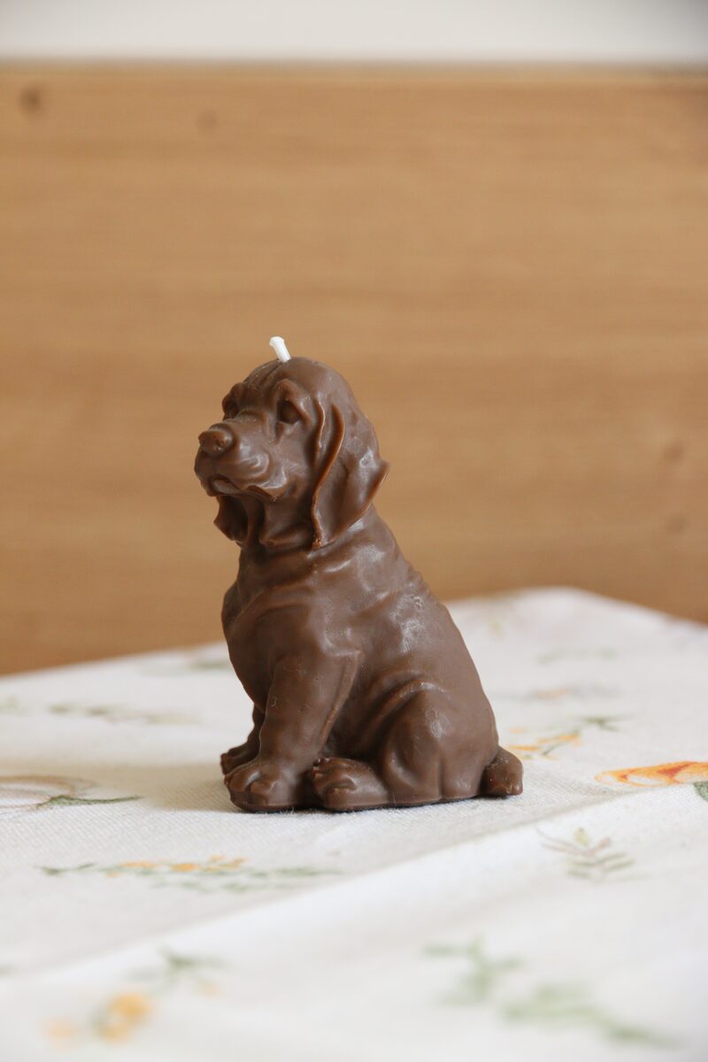 Csokoládé barna weimari vizsla gyertya feje közelről, elmosódott háttér előtt.