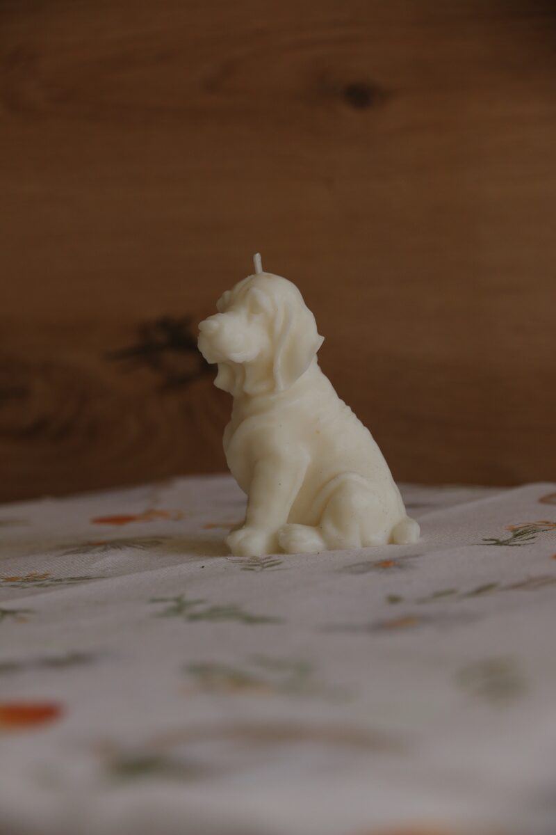 Fehér (natúr) weimari vizsla gyertya oldalprofilból, felfelé néző fejjel.