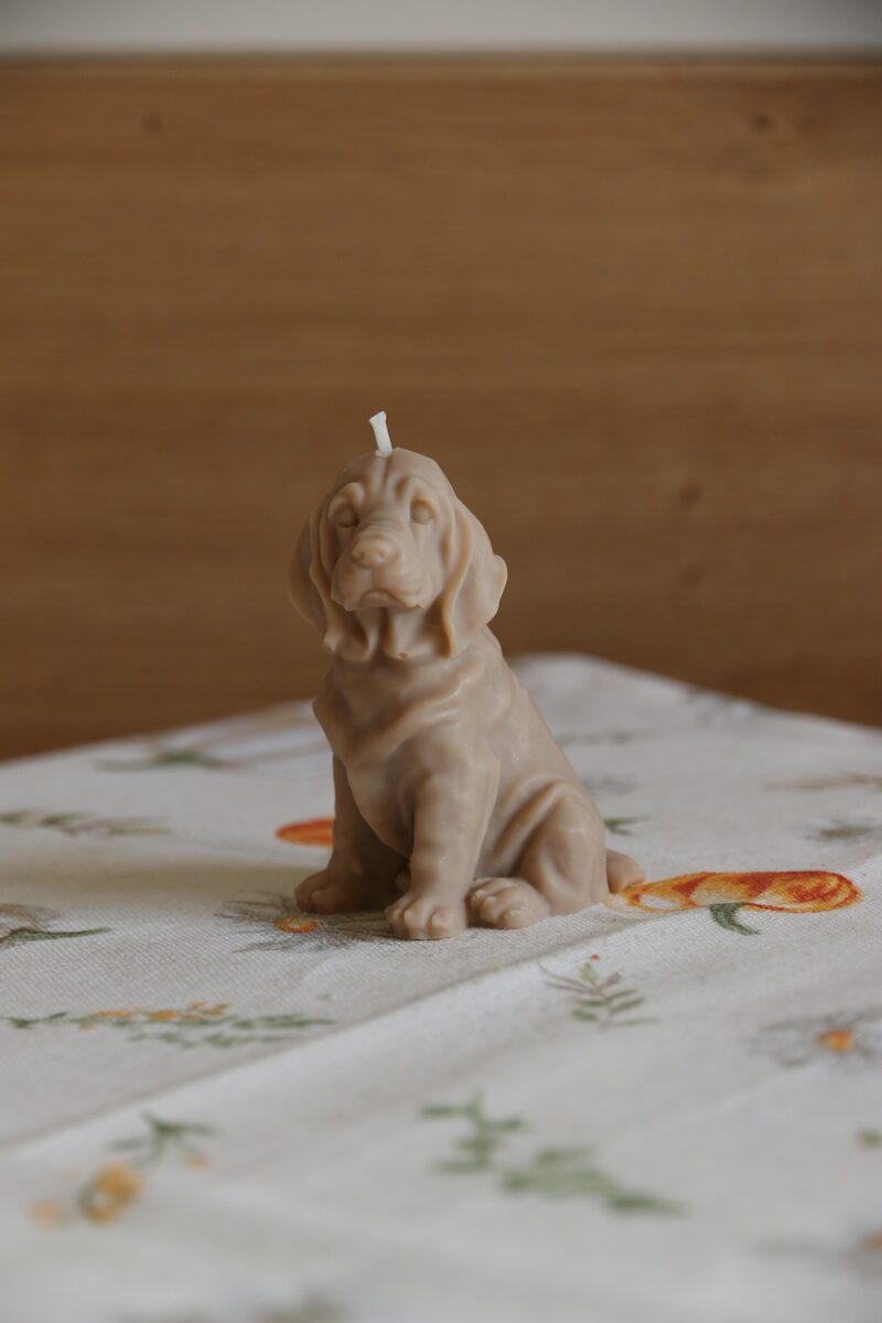 Homok barna weimari vizsla gyertya szemből, csukott szemmel, virágmintás terítőn.