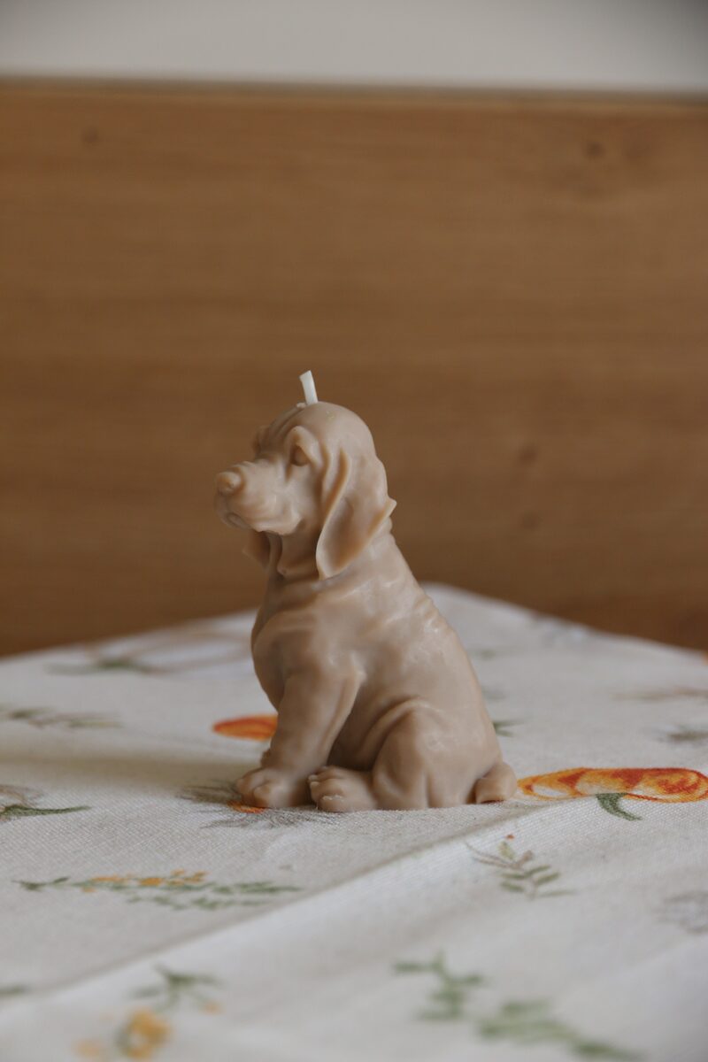 Homok barna weimari vizsla gyertya oldalprofilból, felfelé néző fejjel.