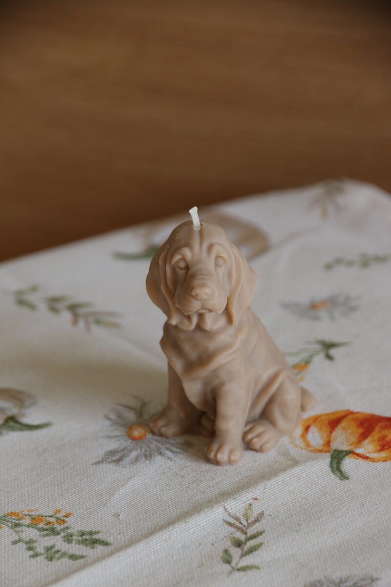 Homok barna weimari vizsla gyertya háromnegyed nézetből, virágmintás terítőn, lágy fényben.
