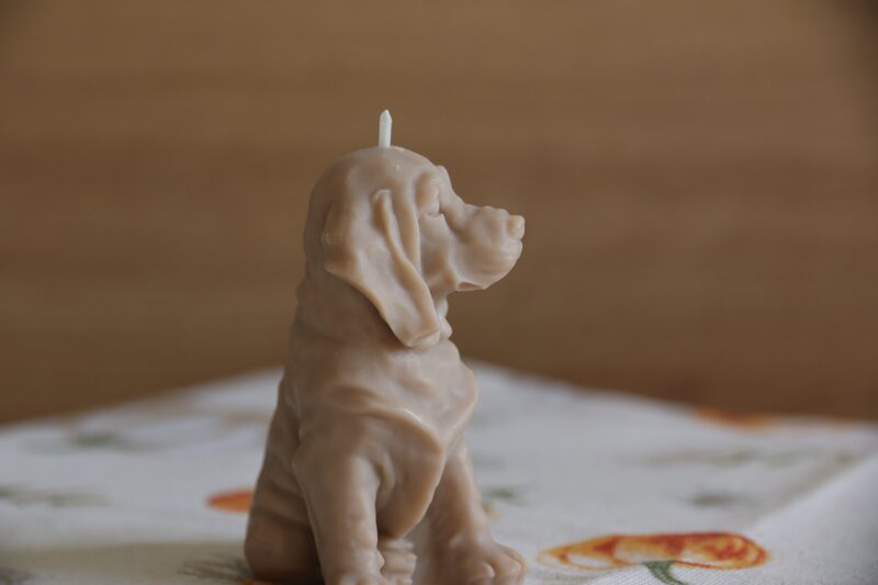 Homok barna weimari vizsla gyertya oldalprofilból, elmosódott fa háttér előtt.