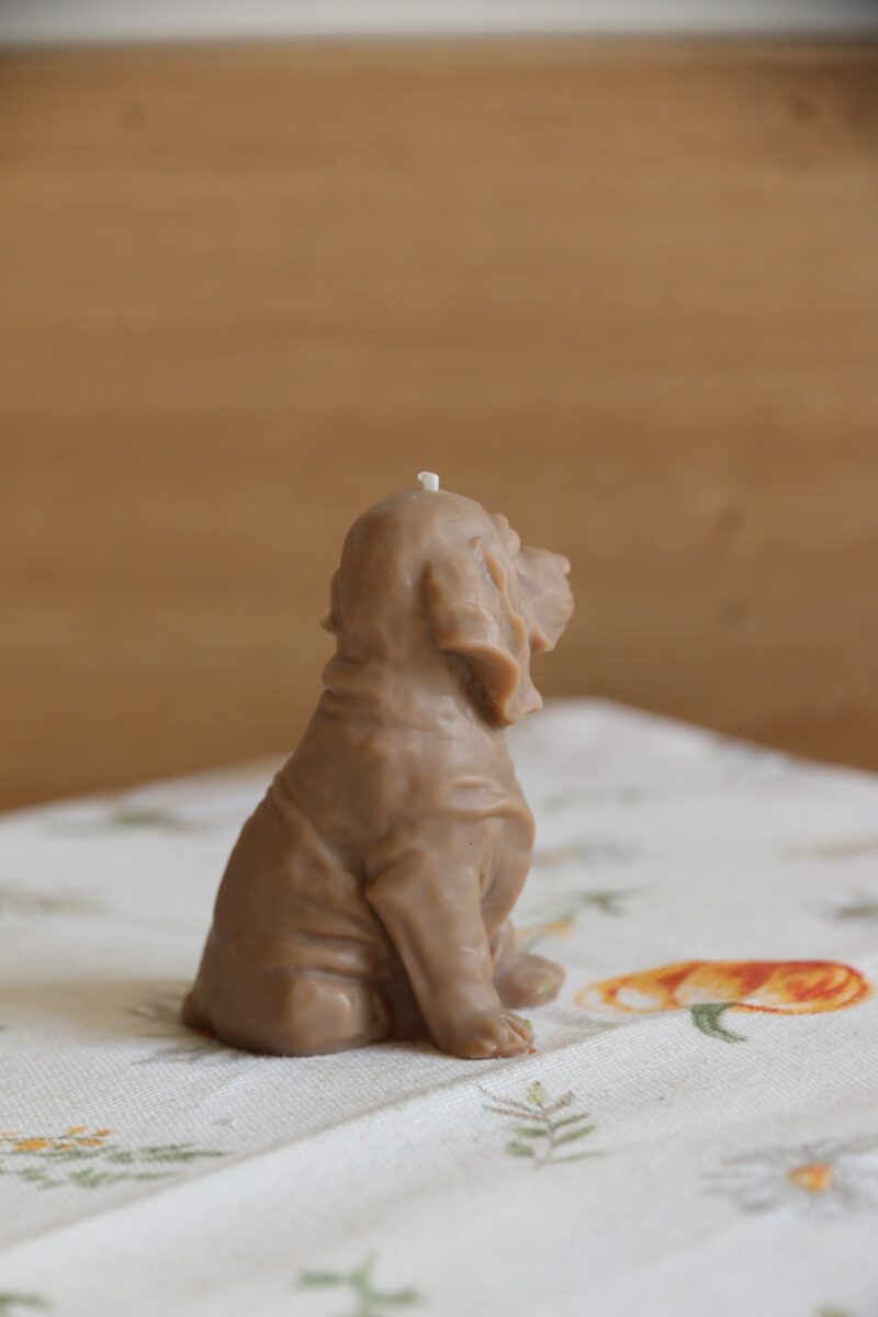 Mokka színű weimari vizsla gyertya hátsó háromnegyed nézetből, lelógó füllel.