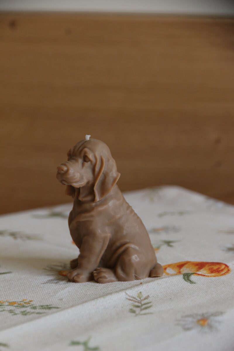 Mokka színű weimari vizsla gyertya oldalprofilból, felfelé néző fejjel.