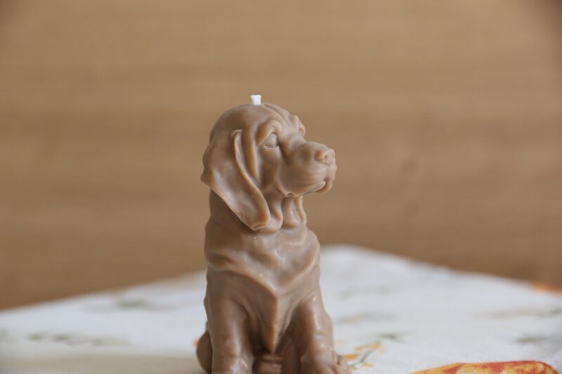Mokka színű weimari vizsla gyertya feje közelről, elmosódott háttér előtt.