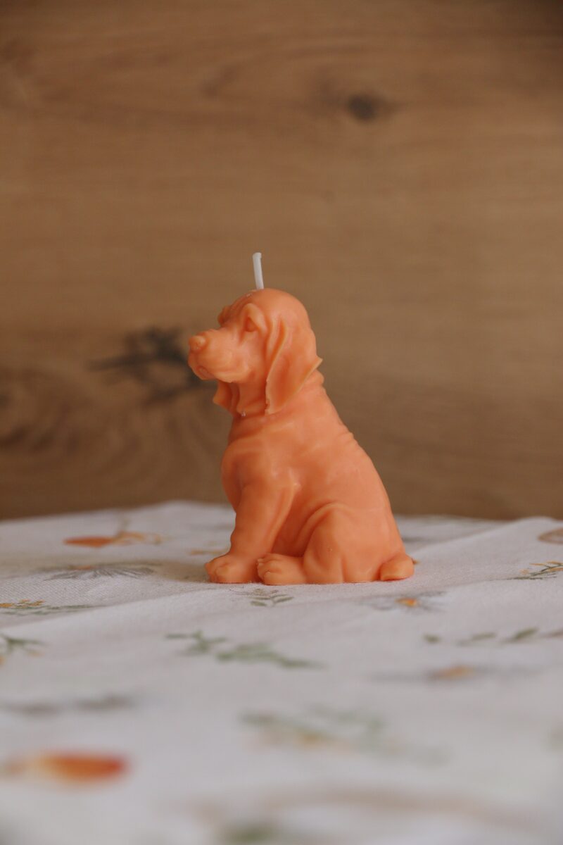 Narancs színű weimari vizsla gyertya oldalprofilból, felfelé néző fejjel.