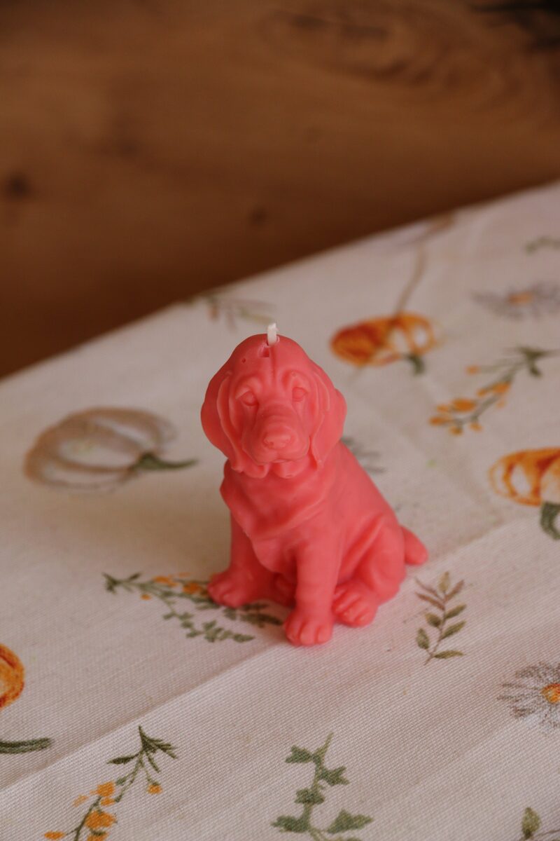 Piros weimari vizsla gyertya szemből, virágmintás terítőn.