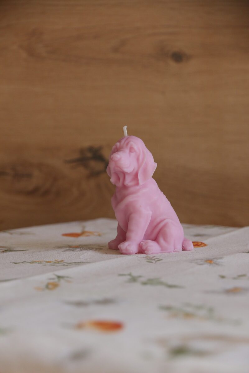 Rózsaszín weimari vizsla gyertya oldalprofilból, felfelé néző fejjel.