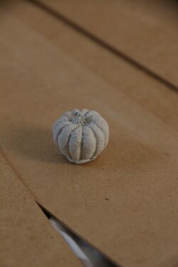 Festetlen mini gipsz tök bordázott gerezdekkel, fa felületen.